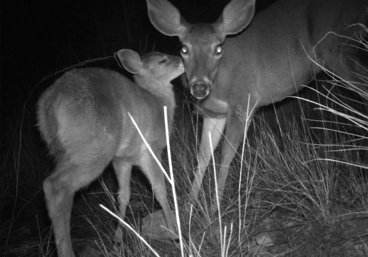 Box Elder North Whitetail Doe