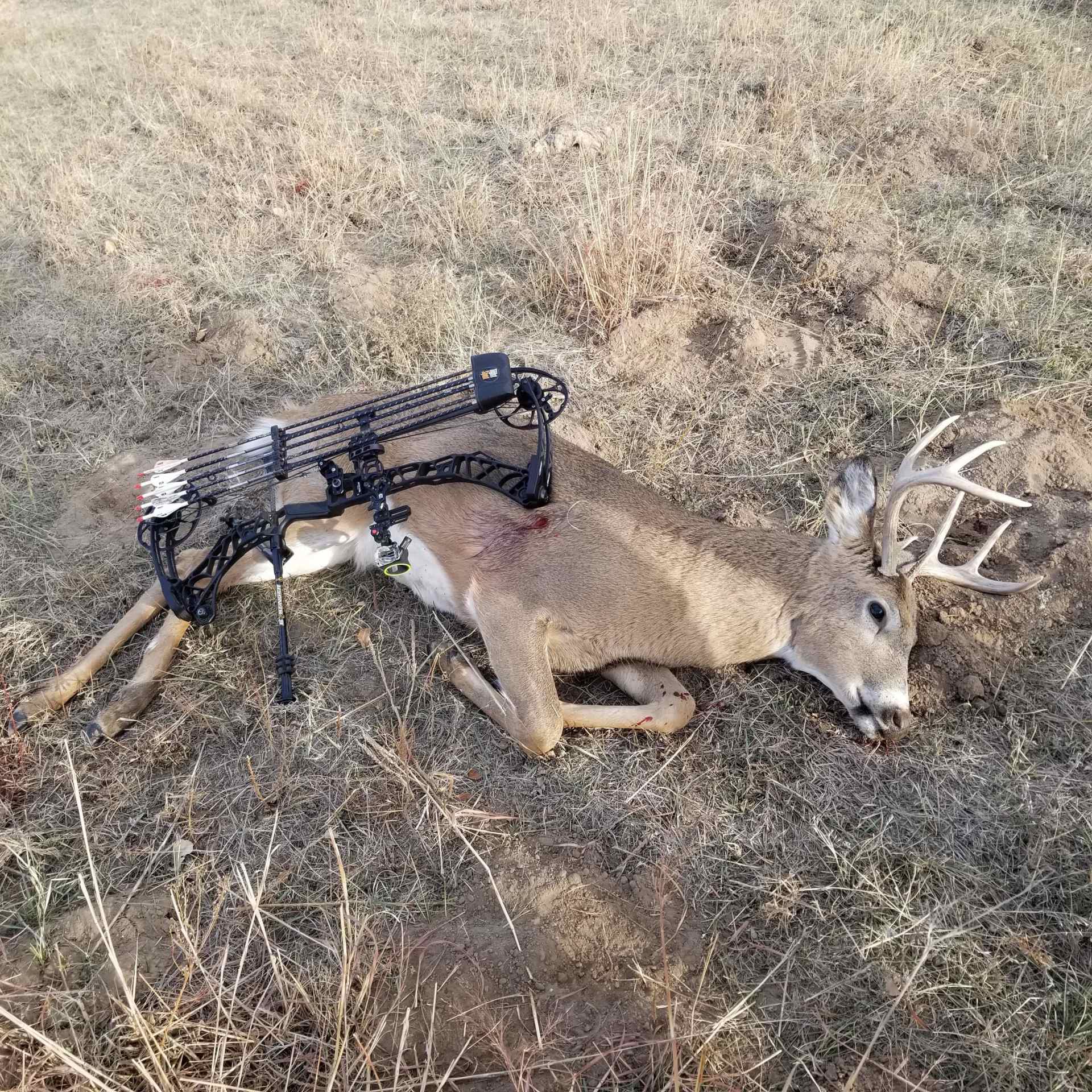 Iron Mountain - Whitetail