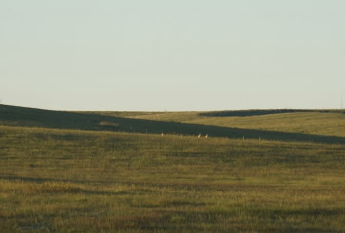 Howell Place - Pronghorn Doe