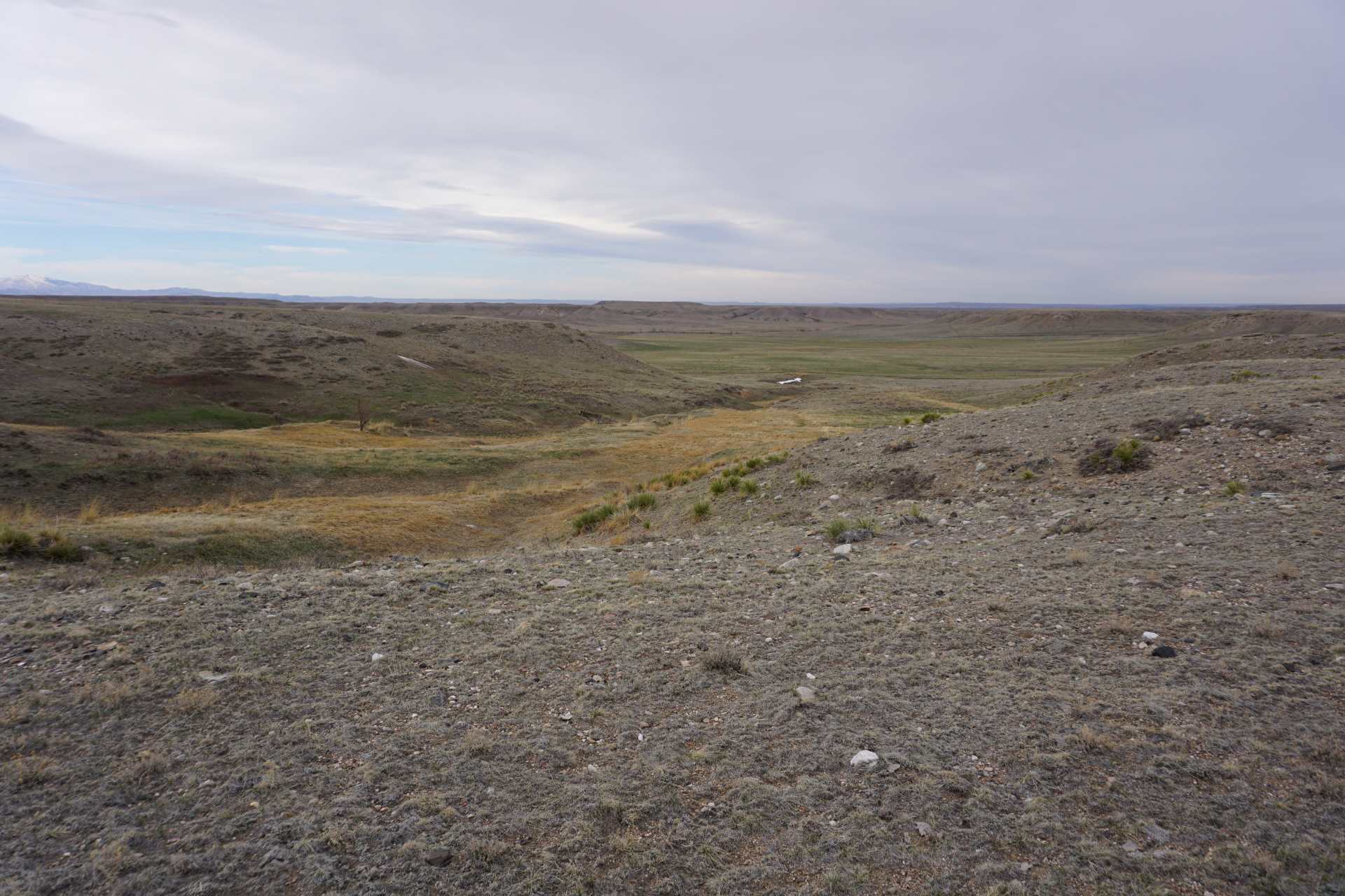 Moffet Road - Pronghorn 