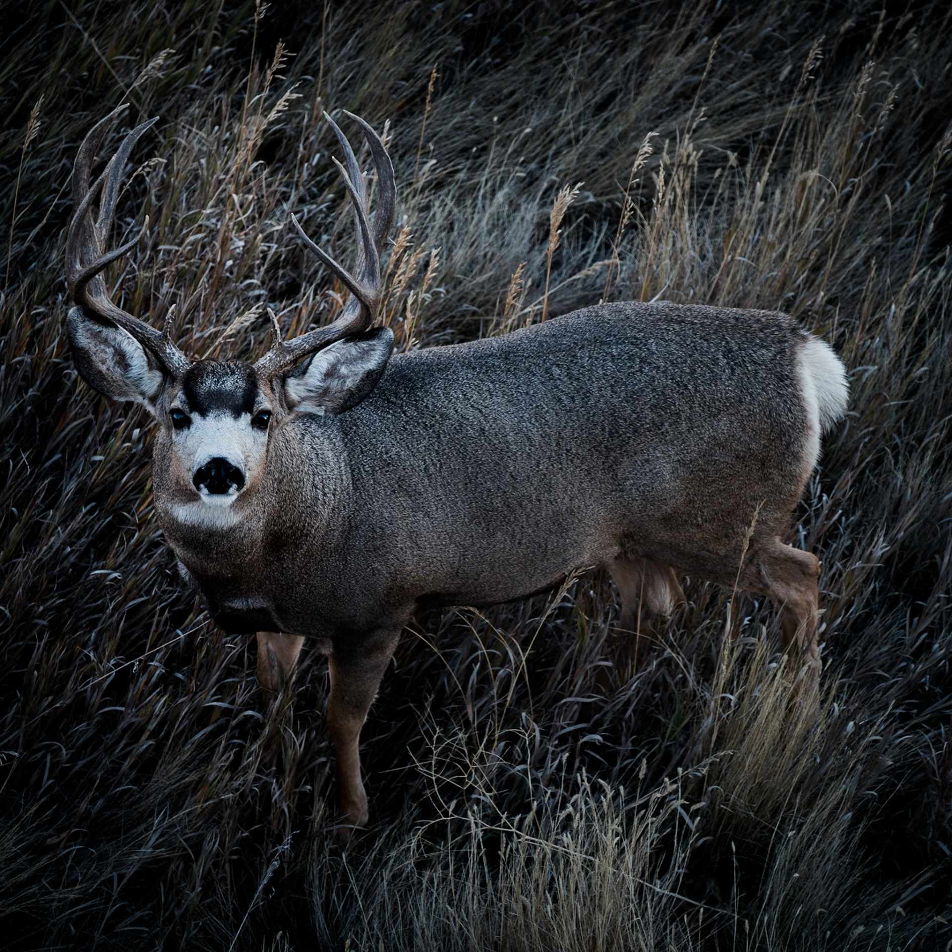 Albany Ranch- Mule Deer