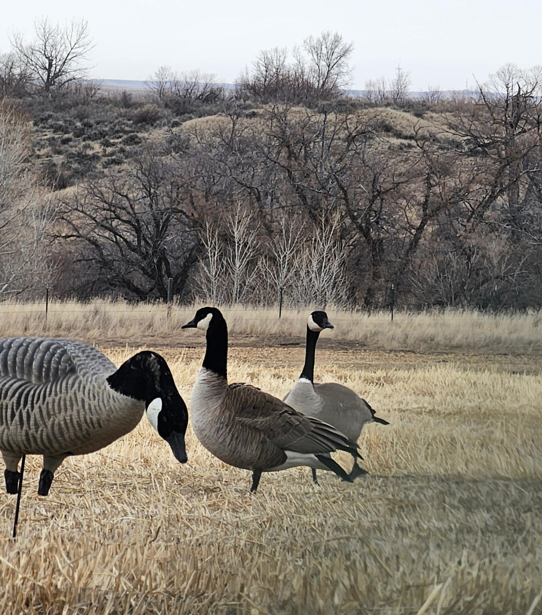 Box Elder Layout Field
