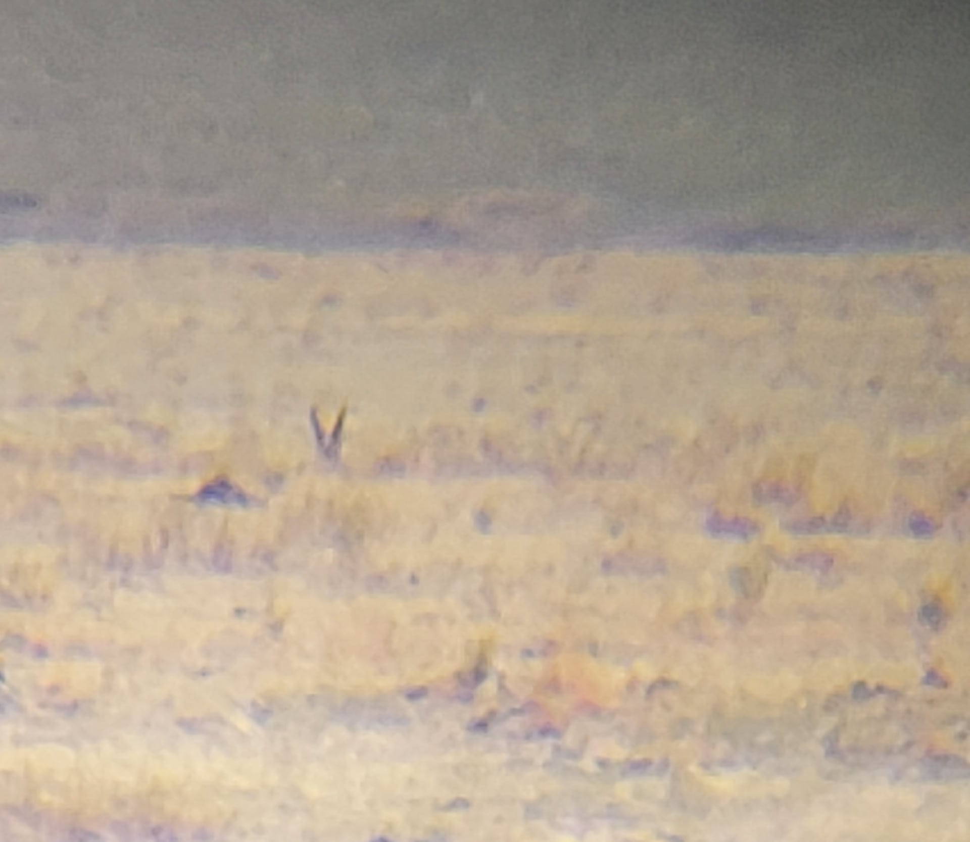 Dry Laramie Ranch East - Pronghorn