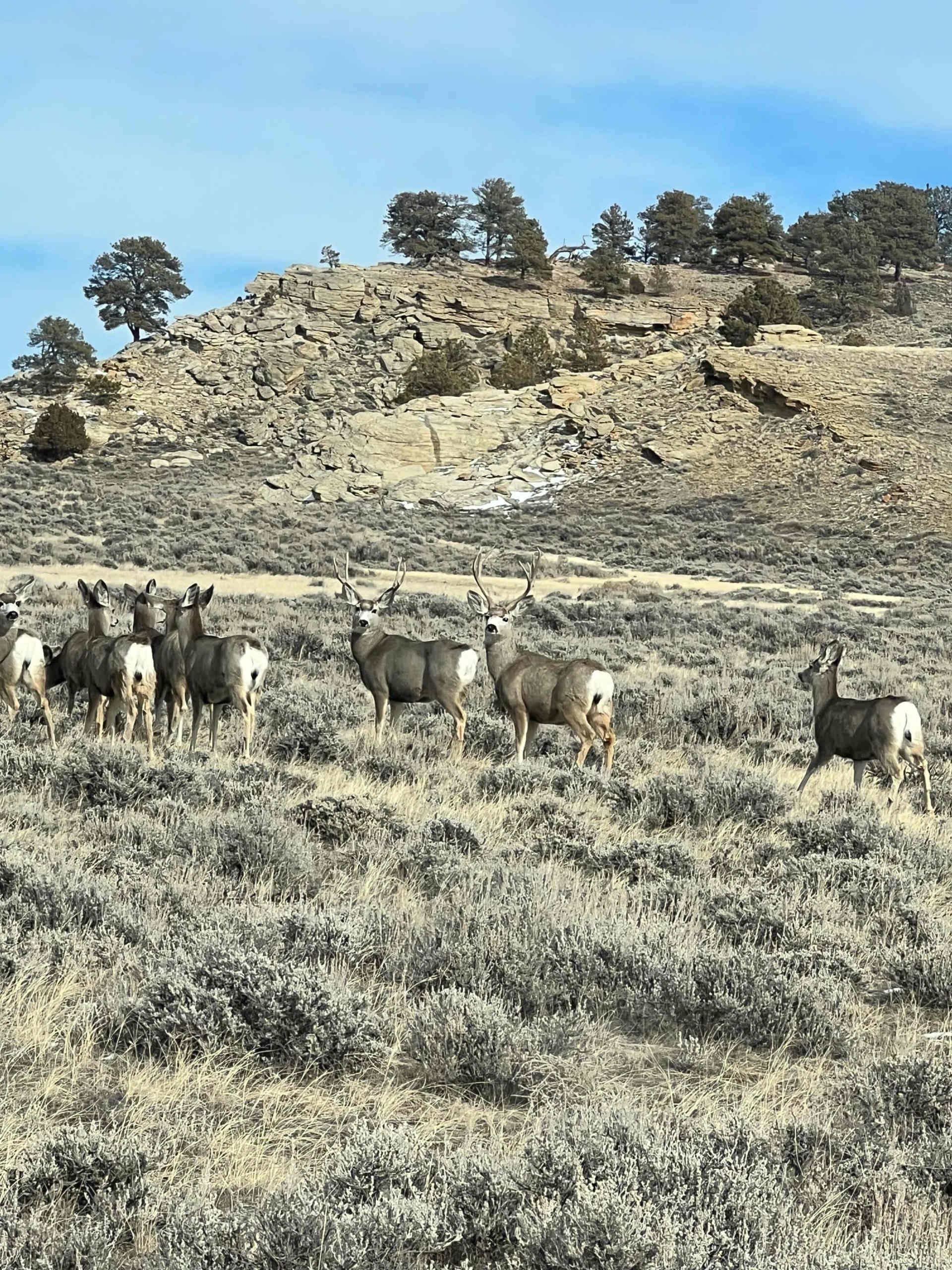 Hirsig Giants - Mule Deer