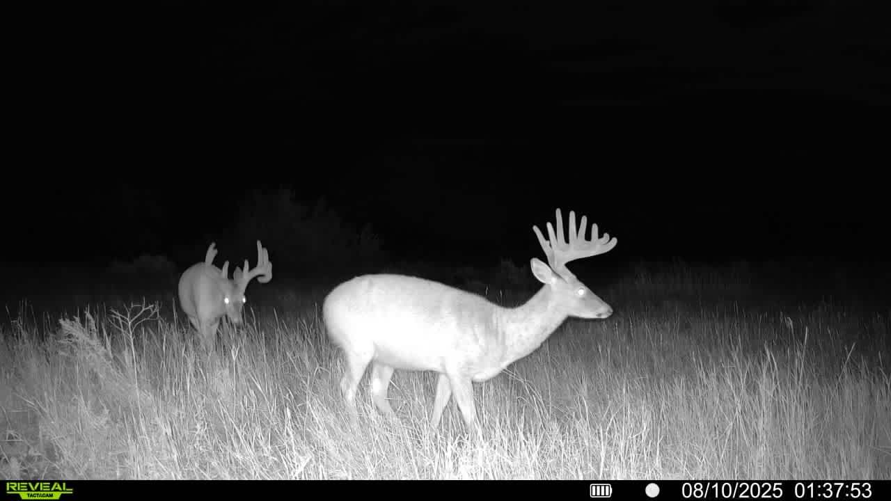 Box Elder North Whitetail