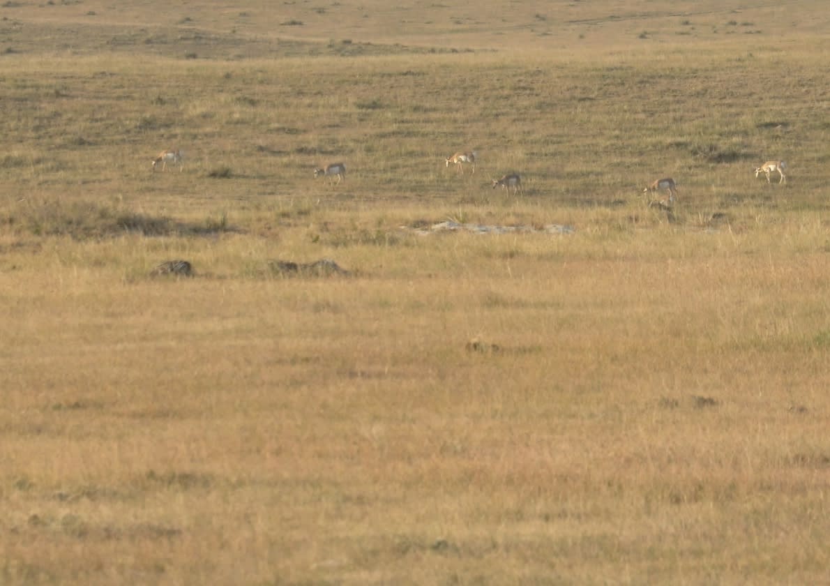 North Bear #2 - Pronghorn Doe