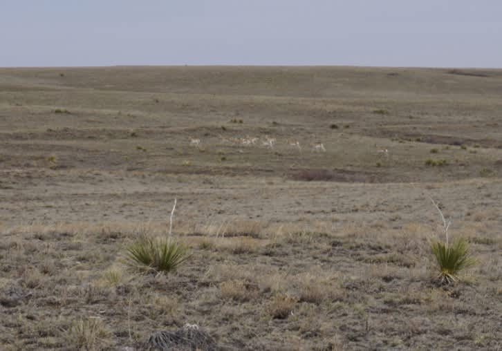 Chalk Bluffs Colorado - Pronghorn Doe