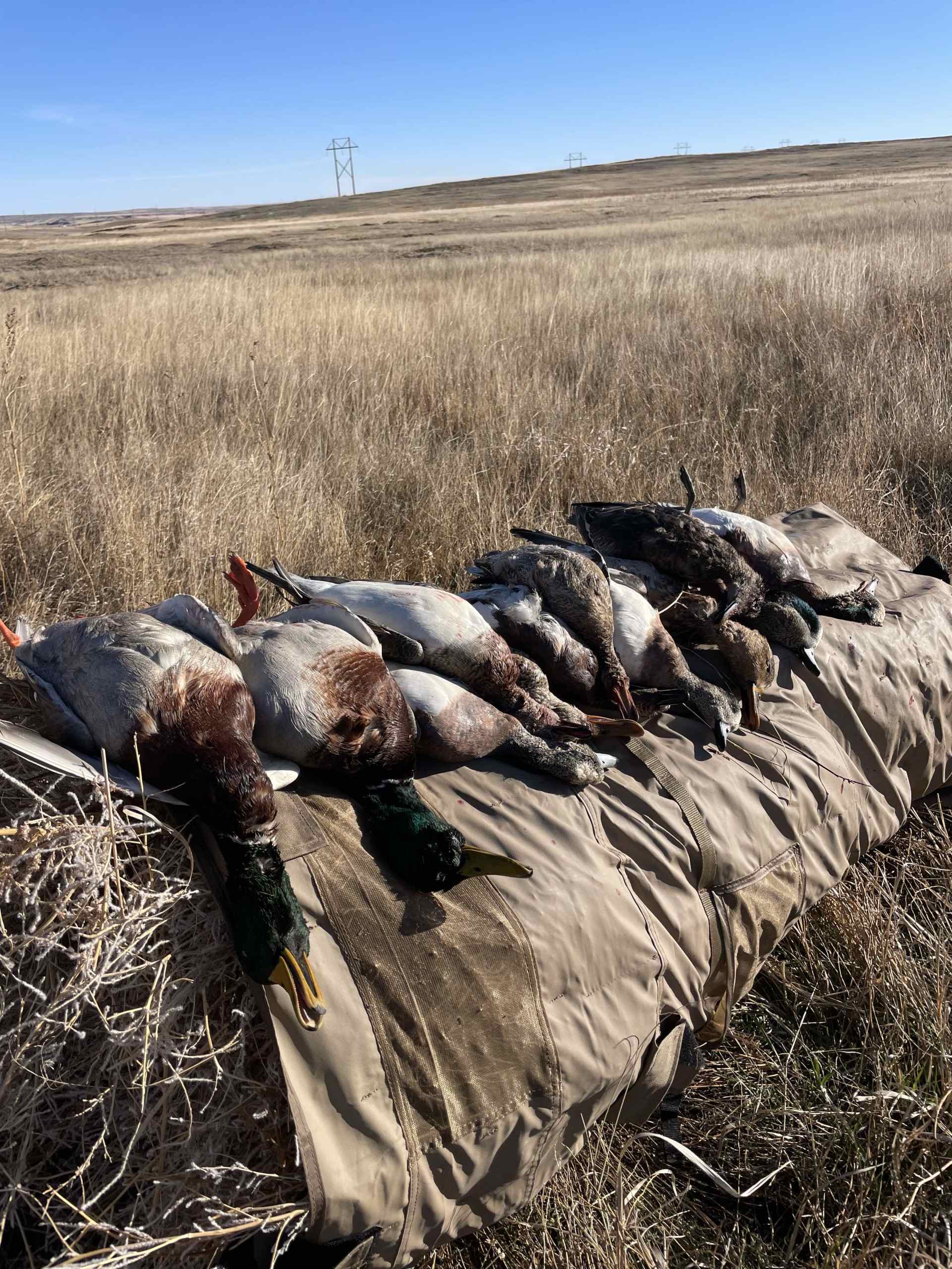 I-25 Waterfowl