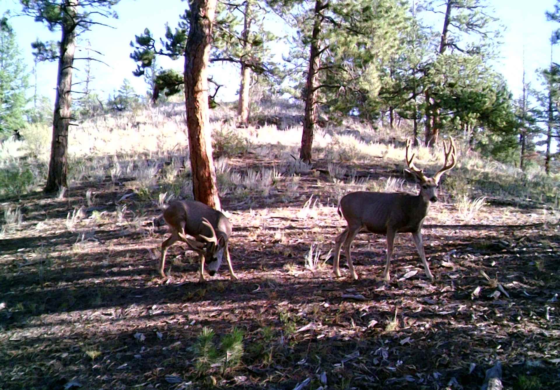 Bristol West - Mule Deer