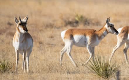 Dry Laramie Ranch East - Pronghorn Doe
