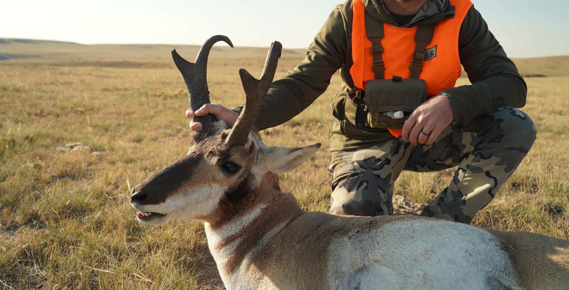 Boswell Springs - Pronghorn
