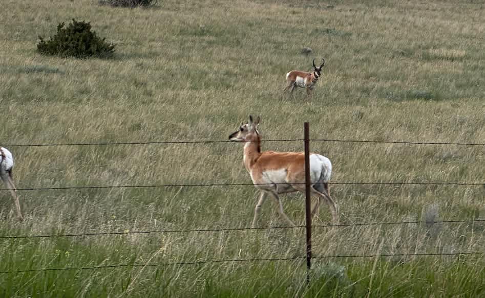Bristol - Pronghorn Doe