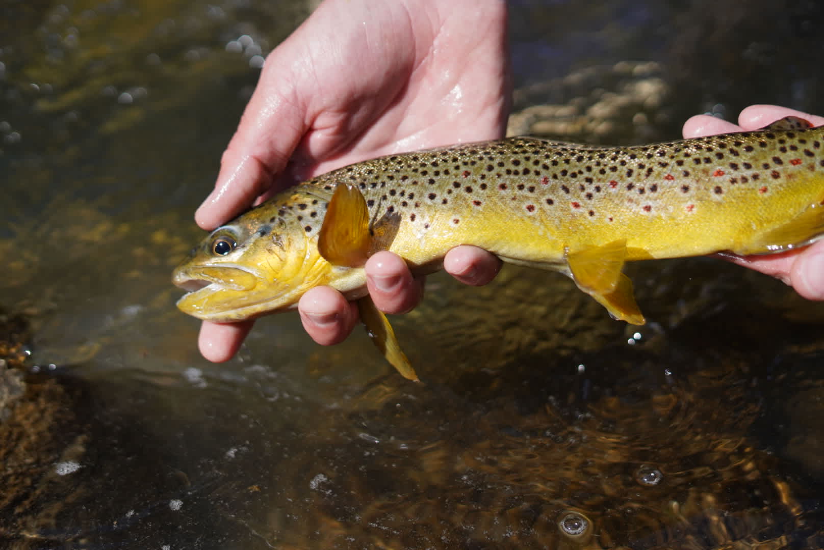 Deer Creek Canyon - Fishing