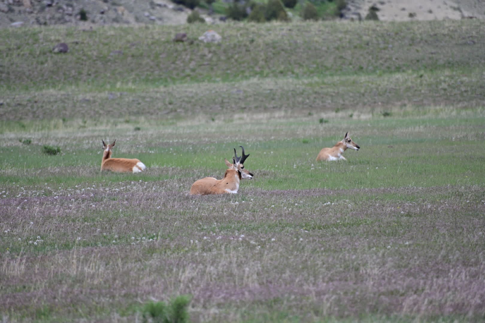 Skull Creek Pronghorn Doe