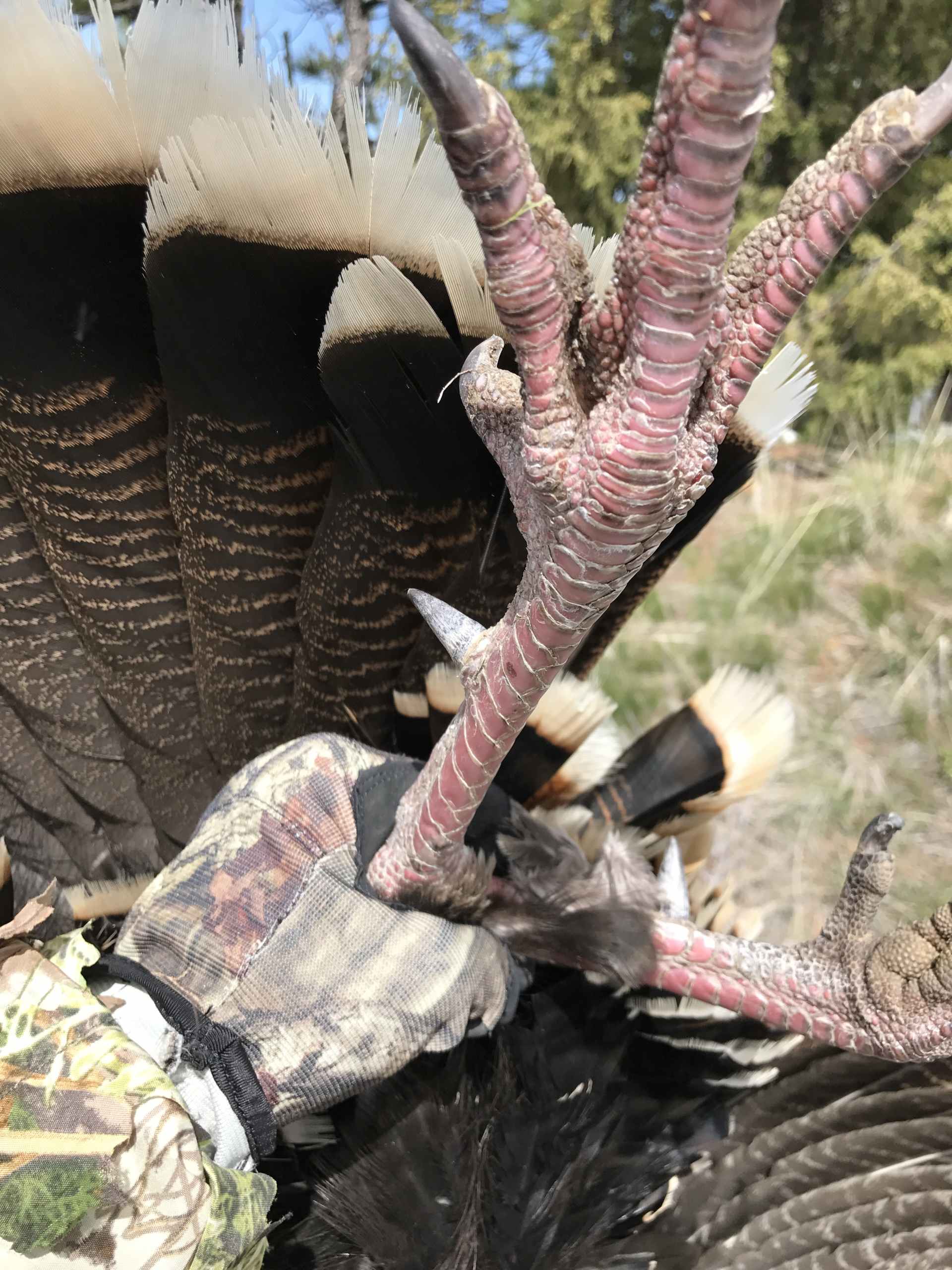 Black Hills Turkey South