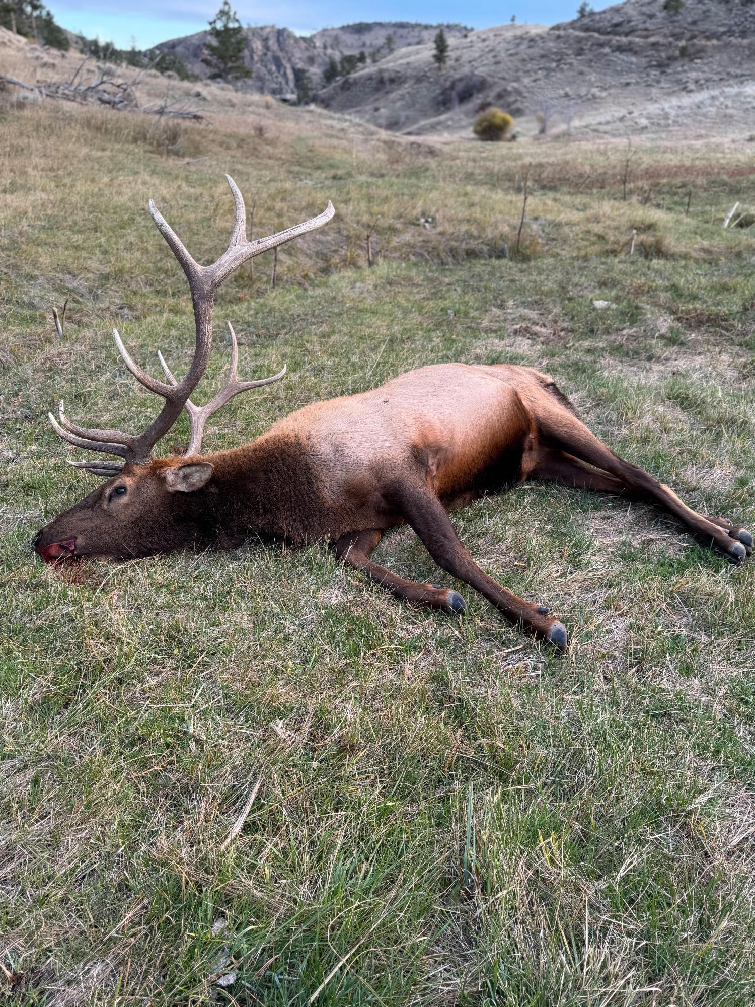 The Star Place - Bull Elk