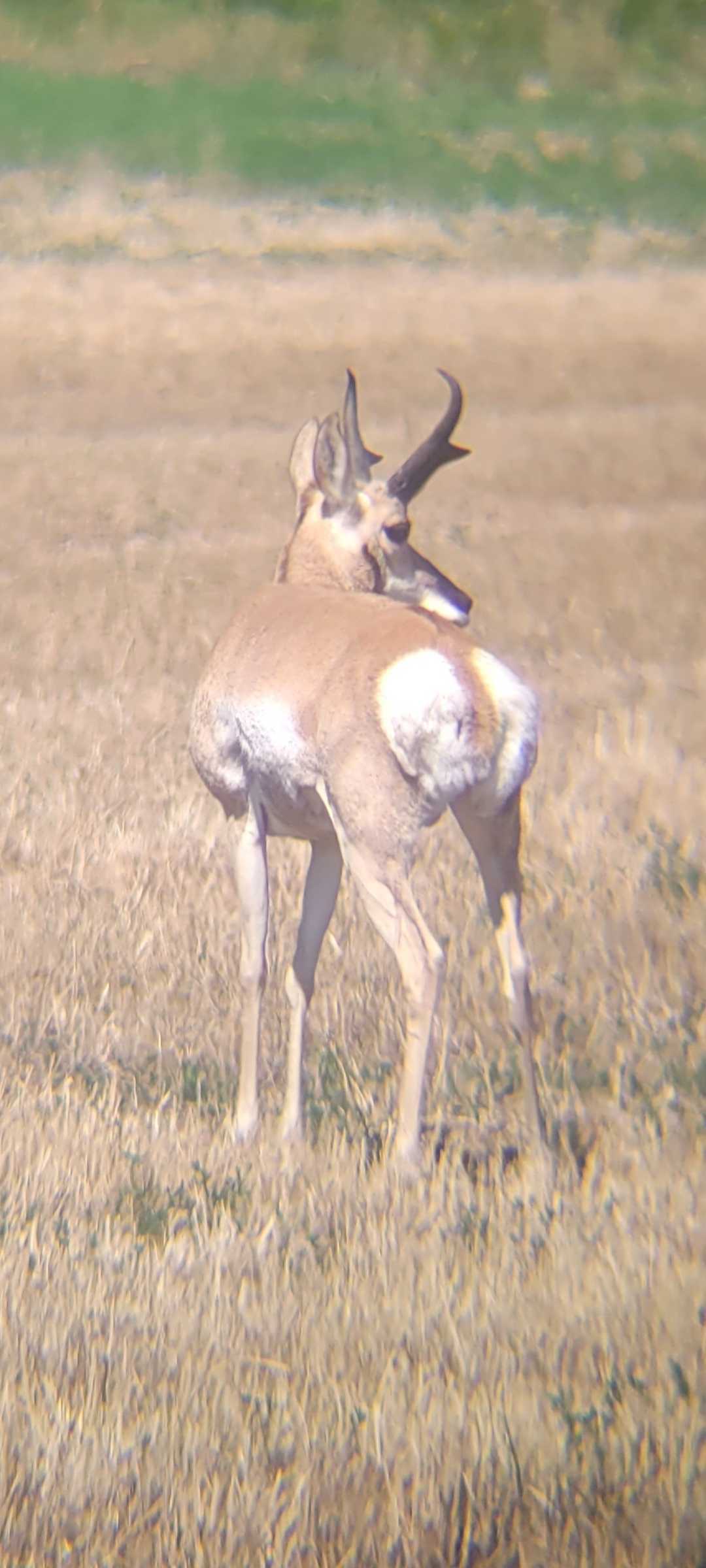VR Hermit Rock -Antelope