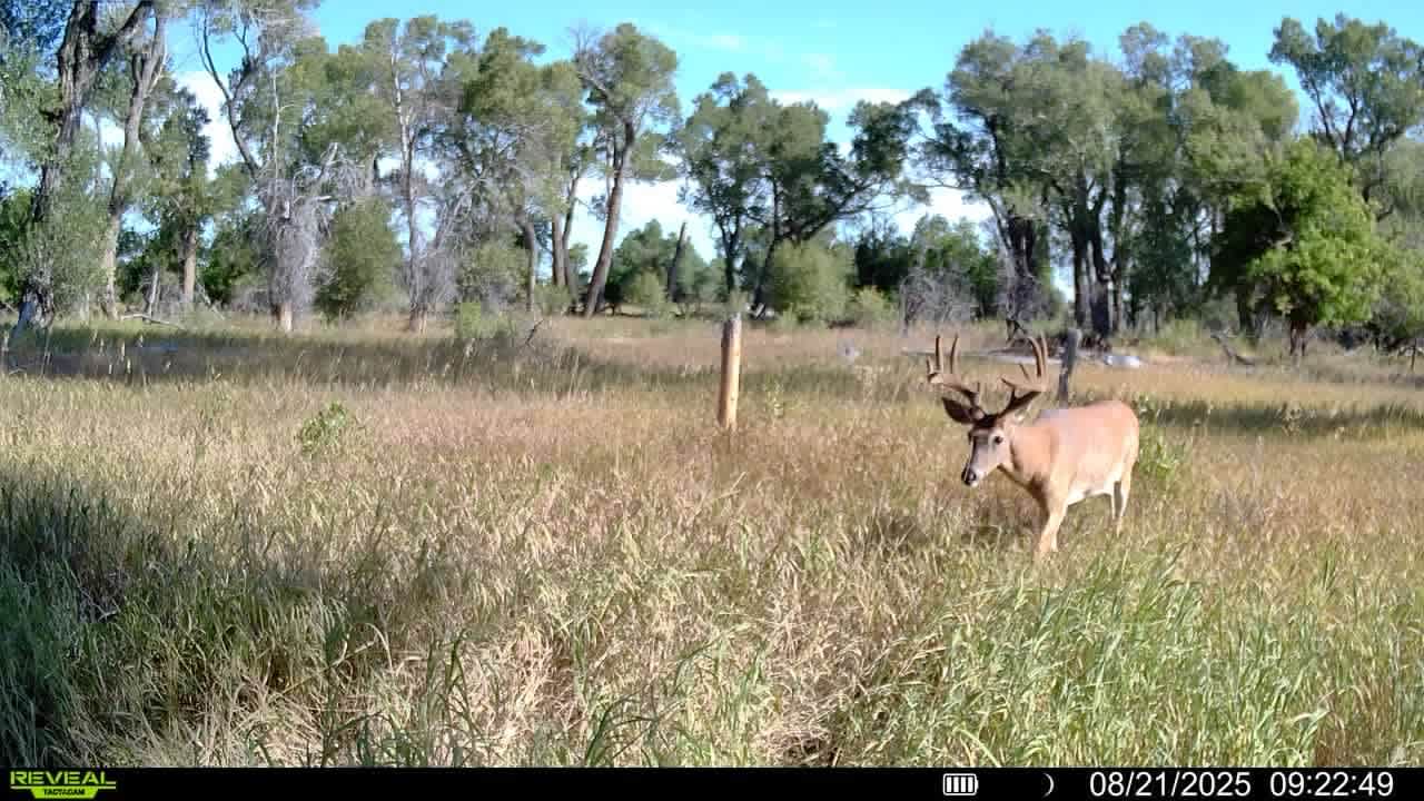 Box Elder Central Whitetail