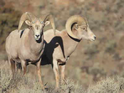 Clifton Ranch - Big Horn Sheep