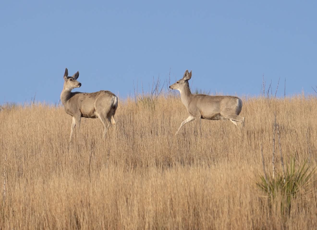 Hirsig Giants - Mule Deer Doe