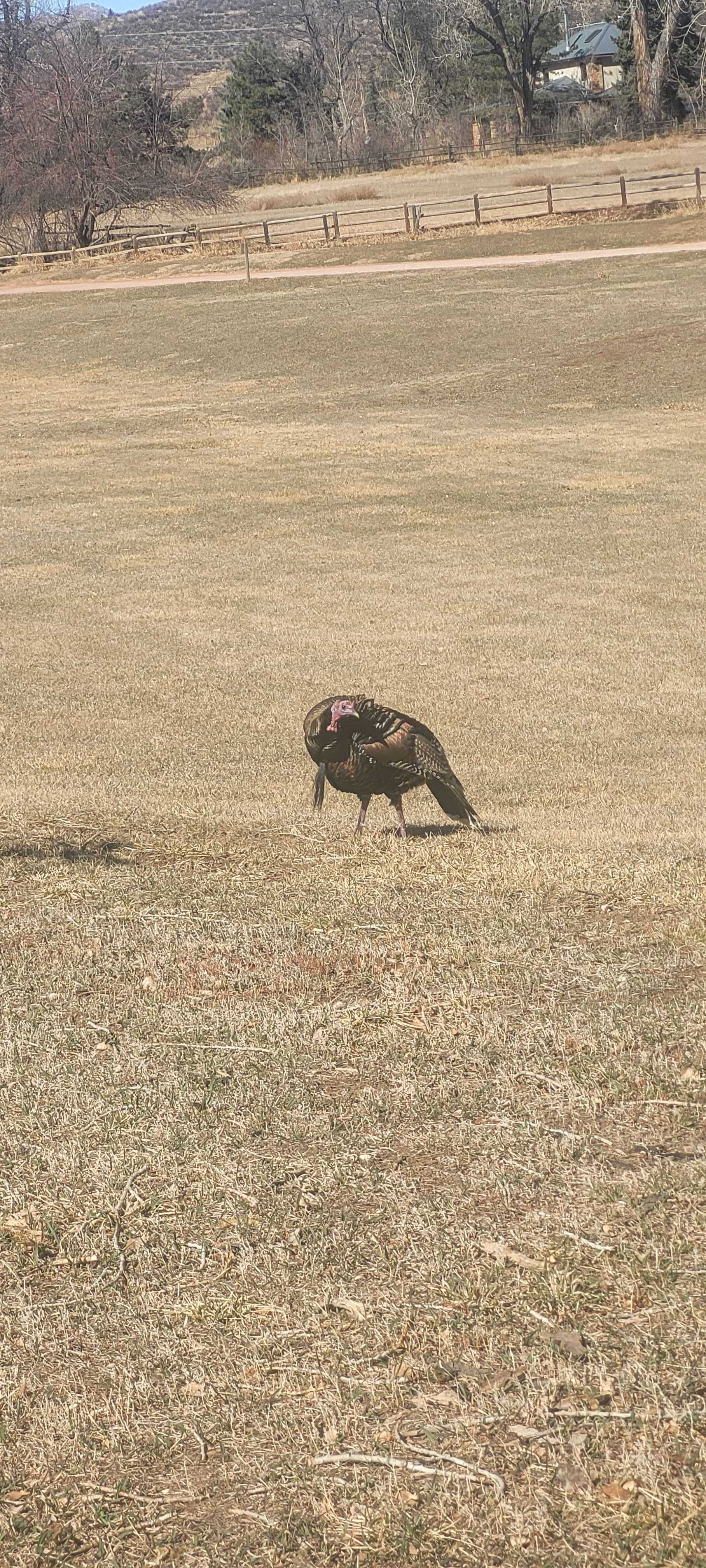 Spencer Draw - Turkey