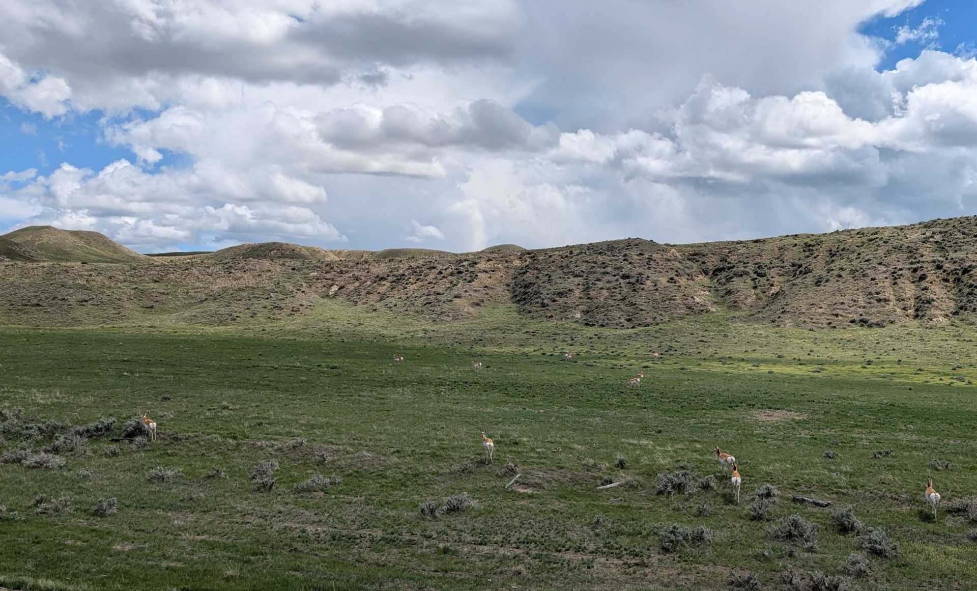 North Platte Pronghorn Doe