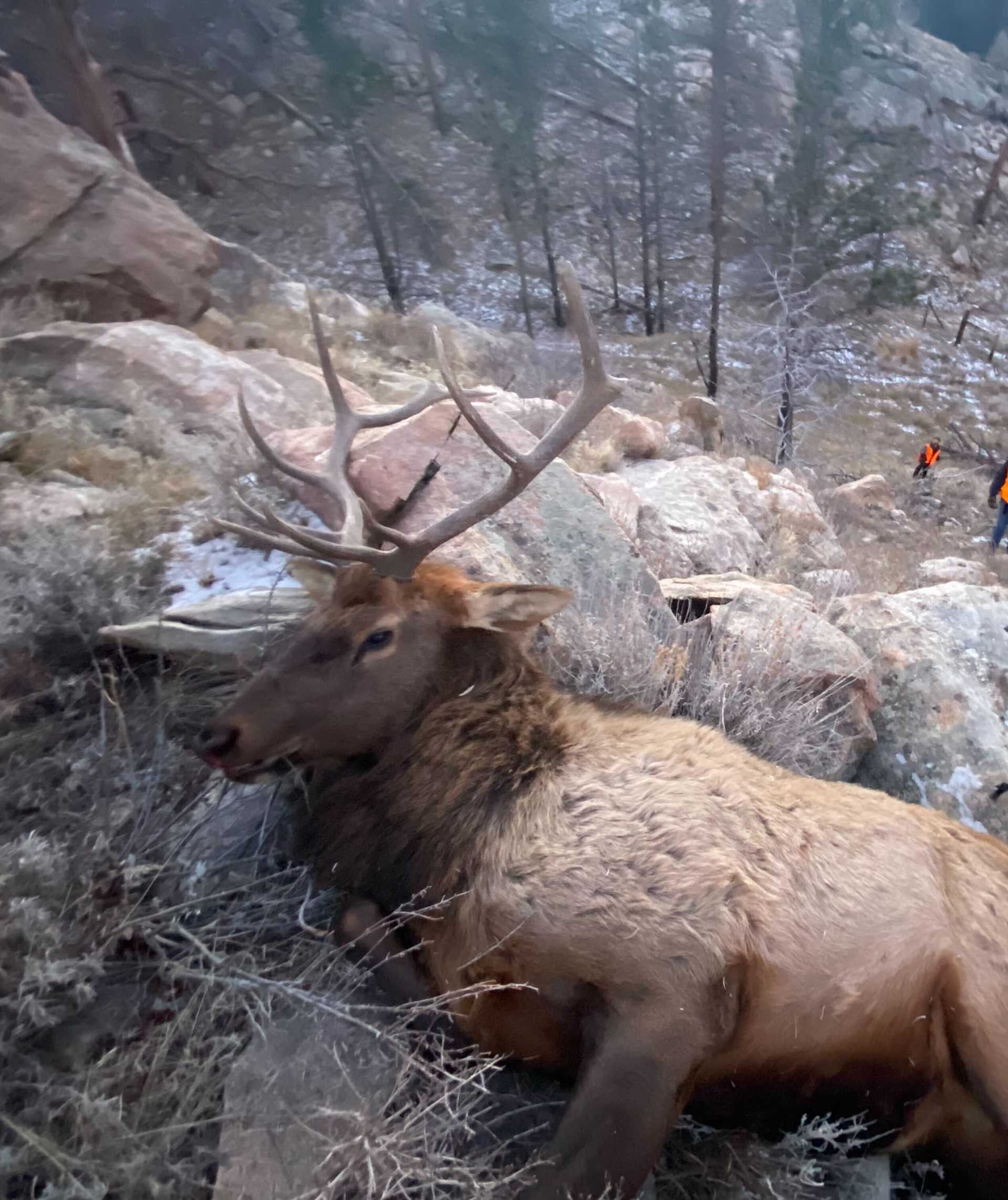 Luman Creek - Elk