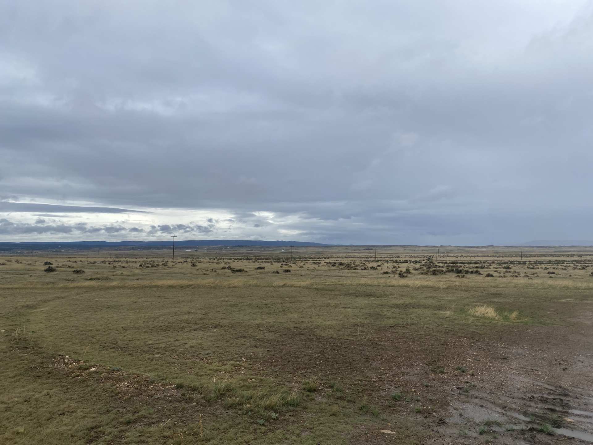 Oil Creek - Pronghorn Doe