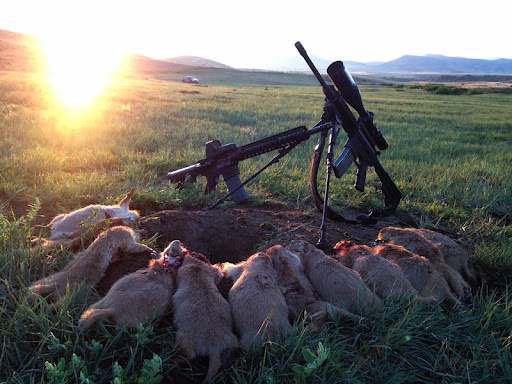 Whoopup Canyon - Varmint