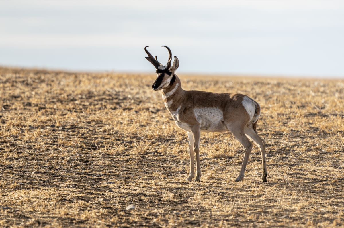 Bristol - Pronghorn