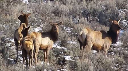 Tried and True - Late Season Cow Elk