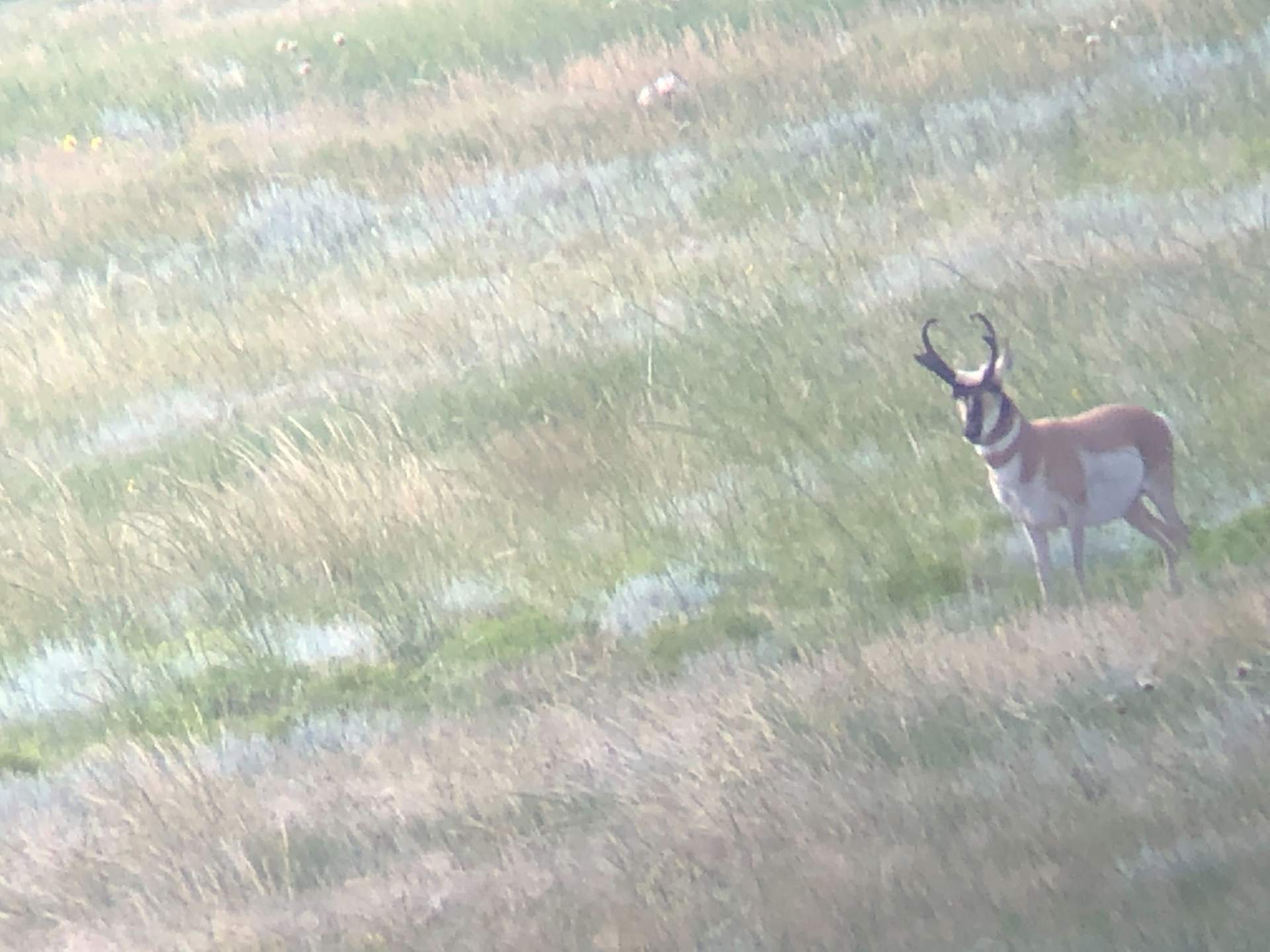 Luman Creek - Pronghorn