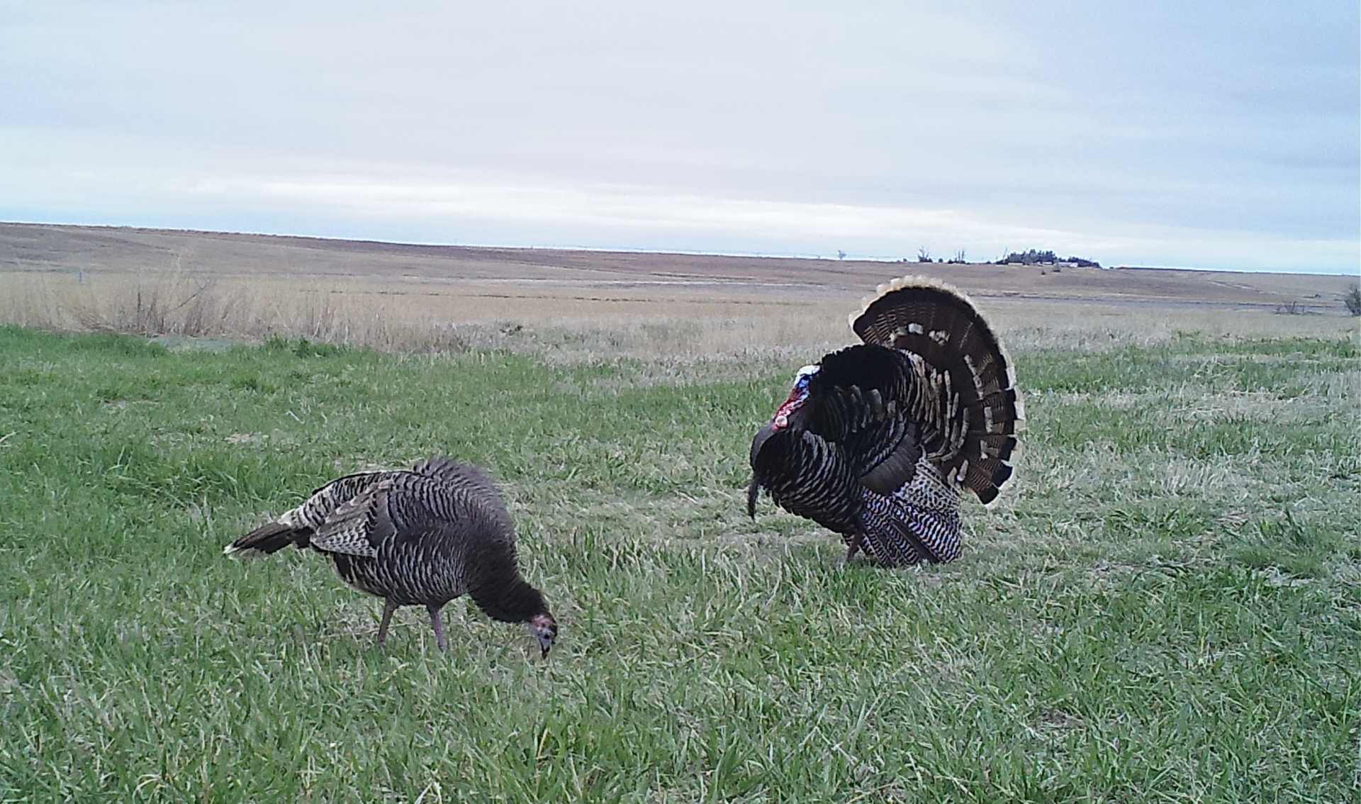 Newcastle Turkey South