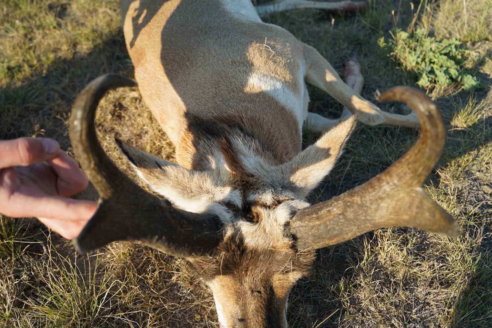 Shirley Basin - Pronghorn