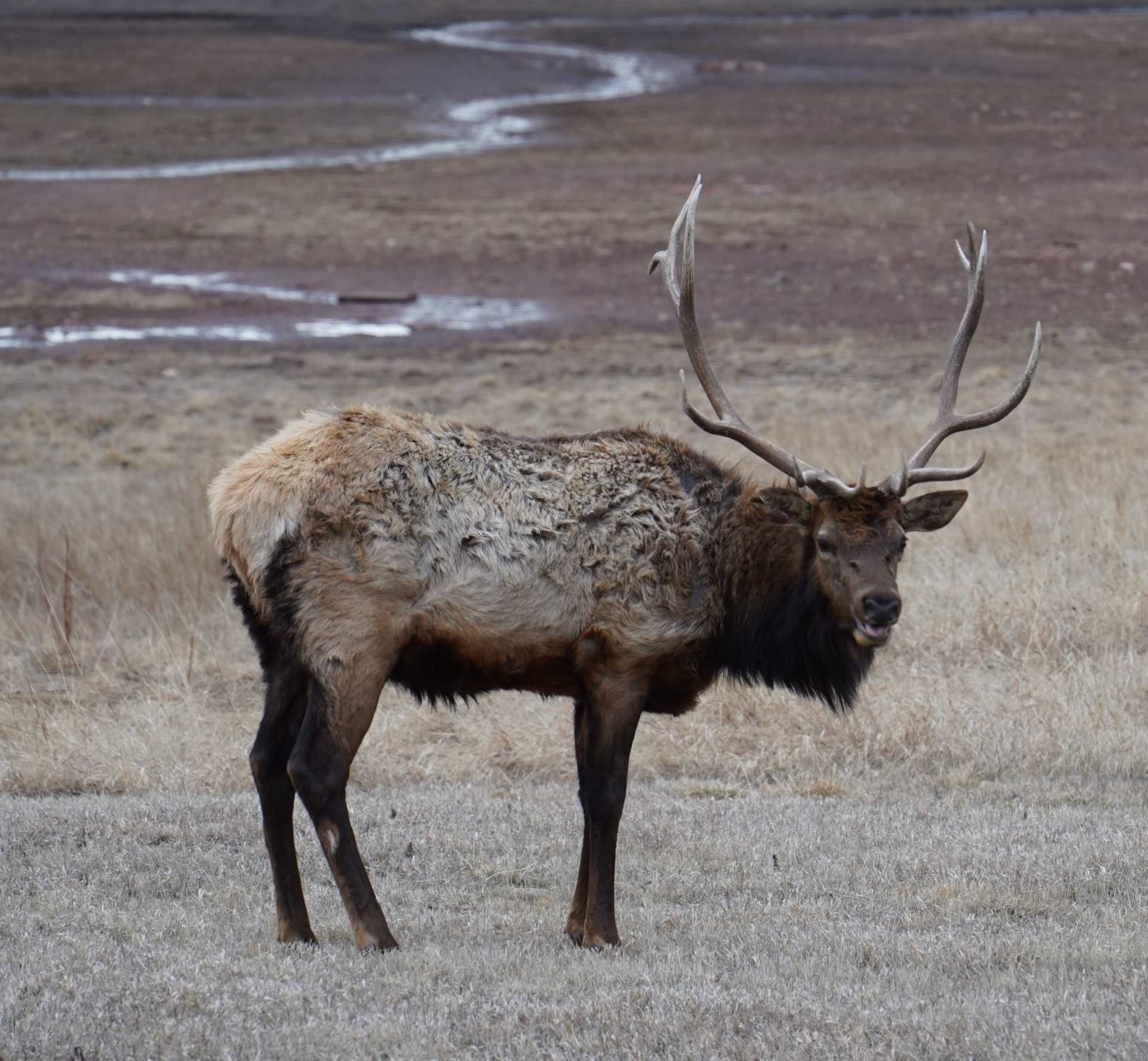 Duck Creek Flatts - Elk