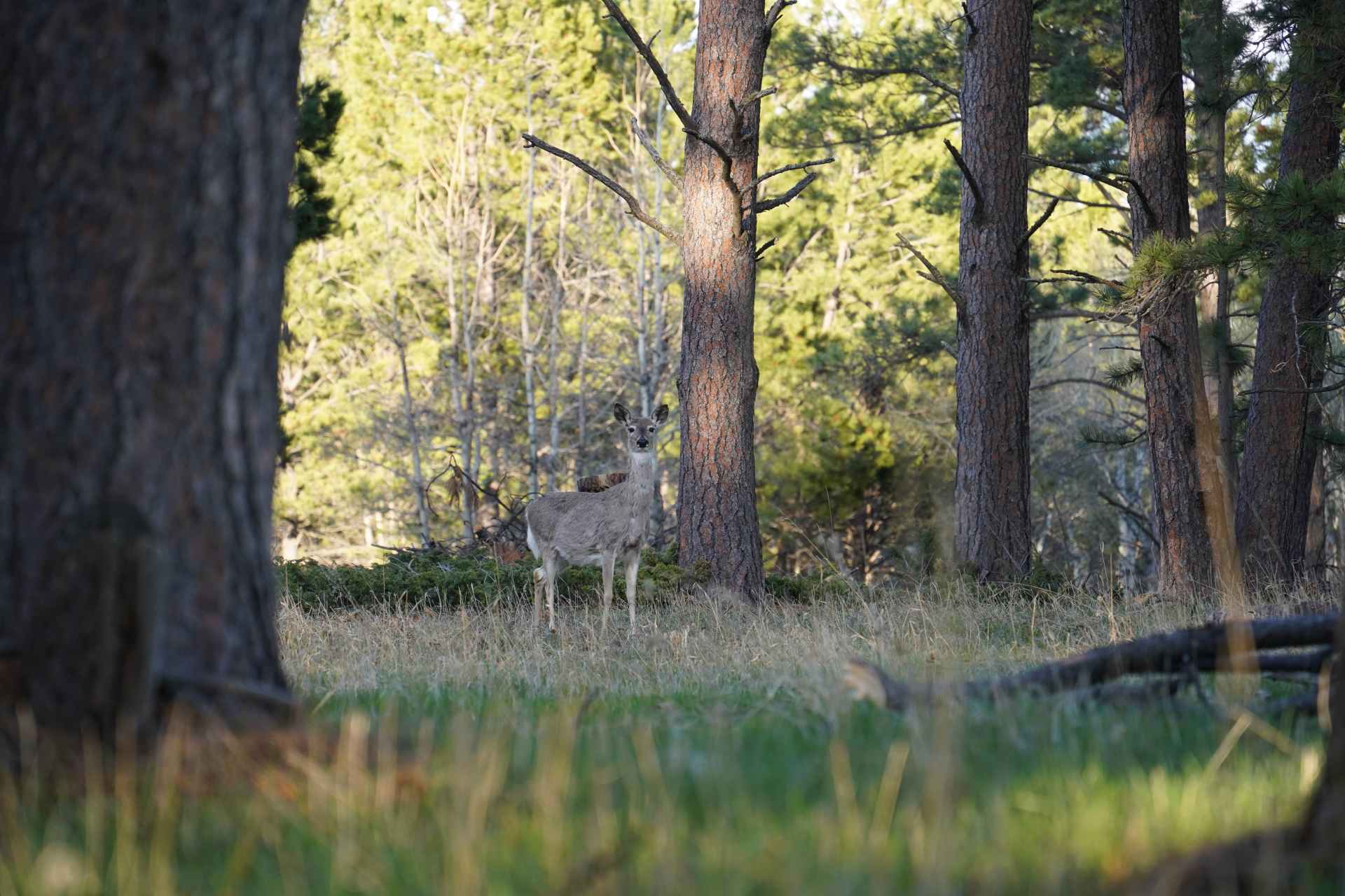 Luman Creek - White tail (Buck or Doe)