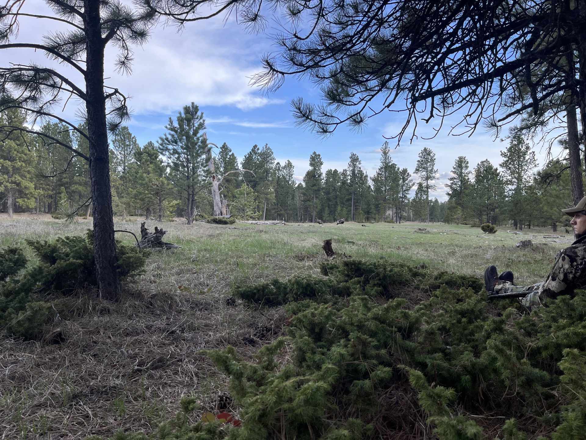 Four Corners Ranch - Cow Elk