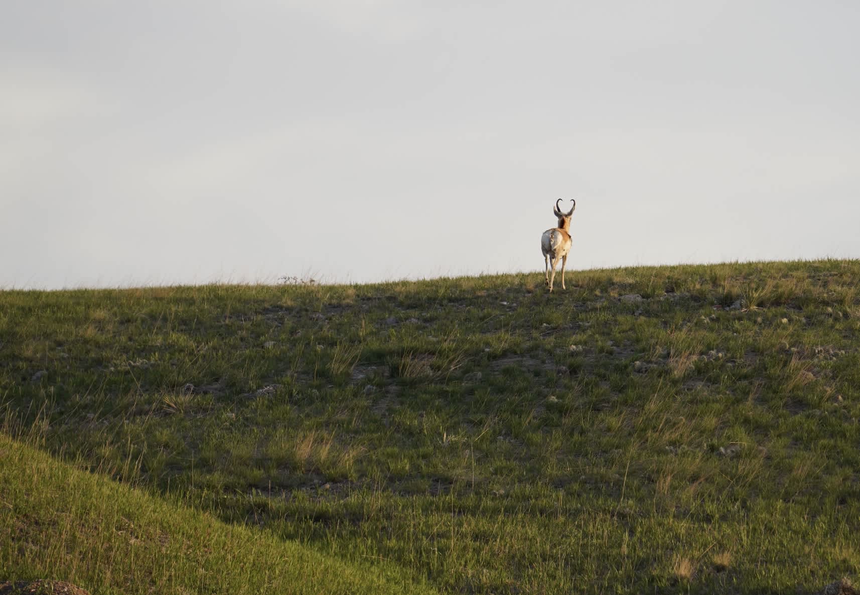 South Fork Bear - Pronghorn Doe