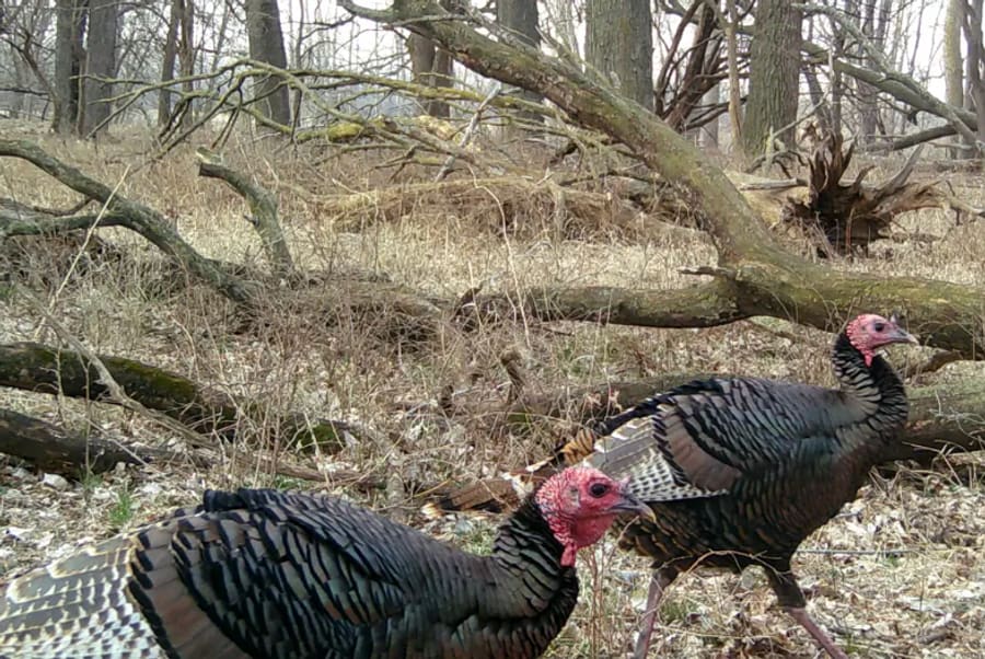 Rio Turkey Hunt in Southern Nebraska 