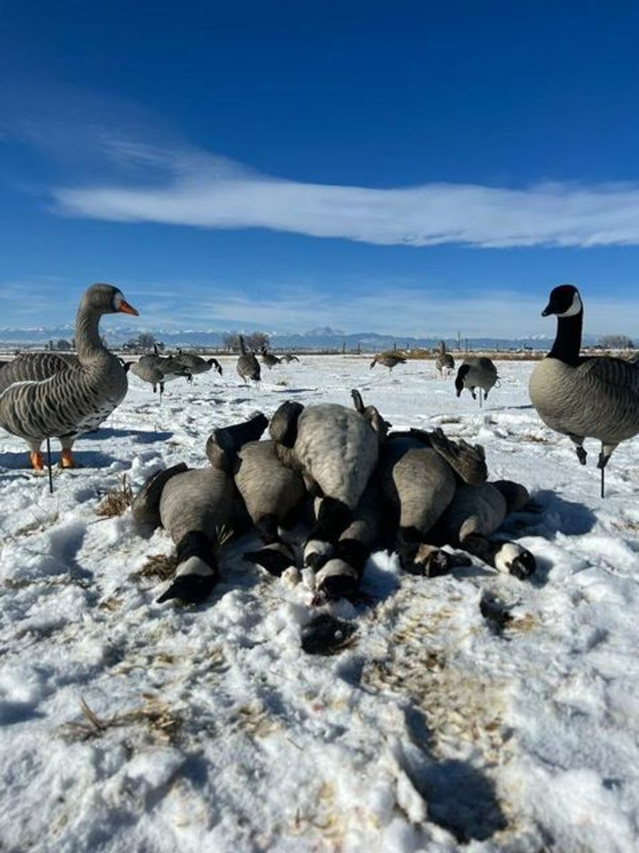 6 Man Goose Pit near Wellington CO