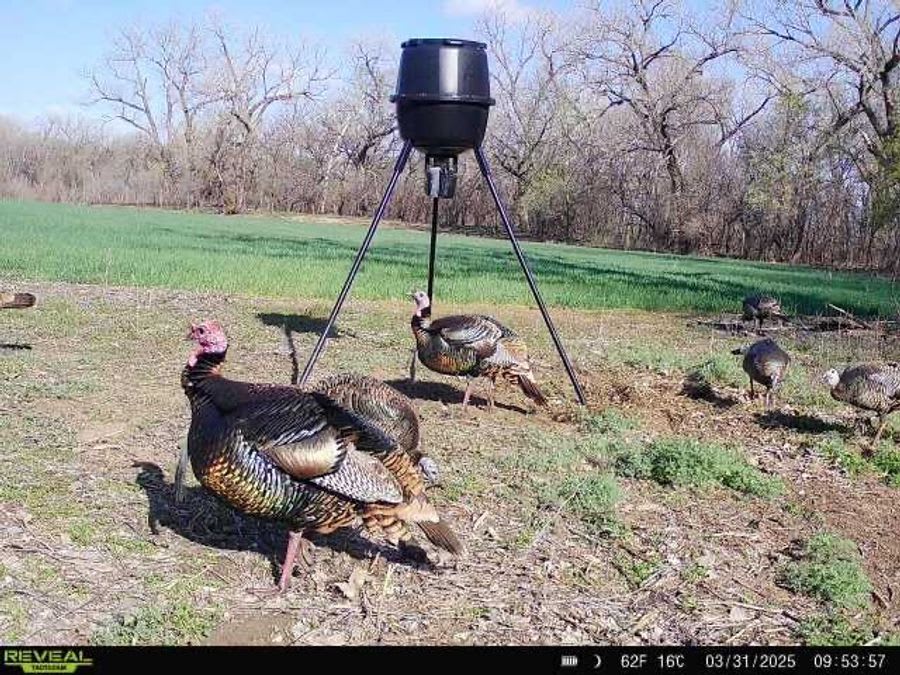 Hunt Rio Grande Turkeys in Oklahoma