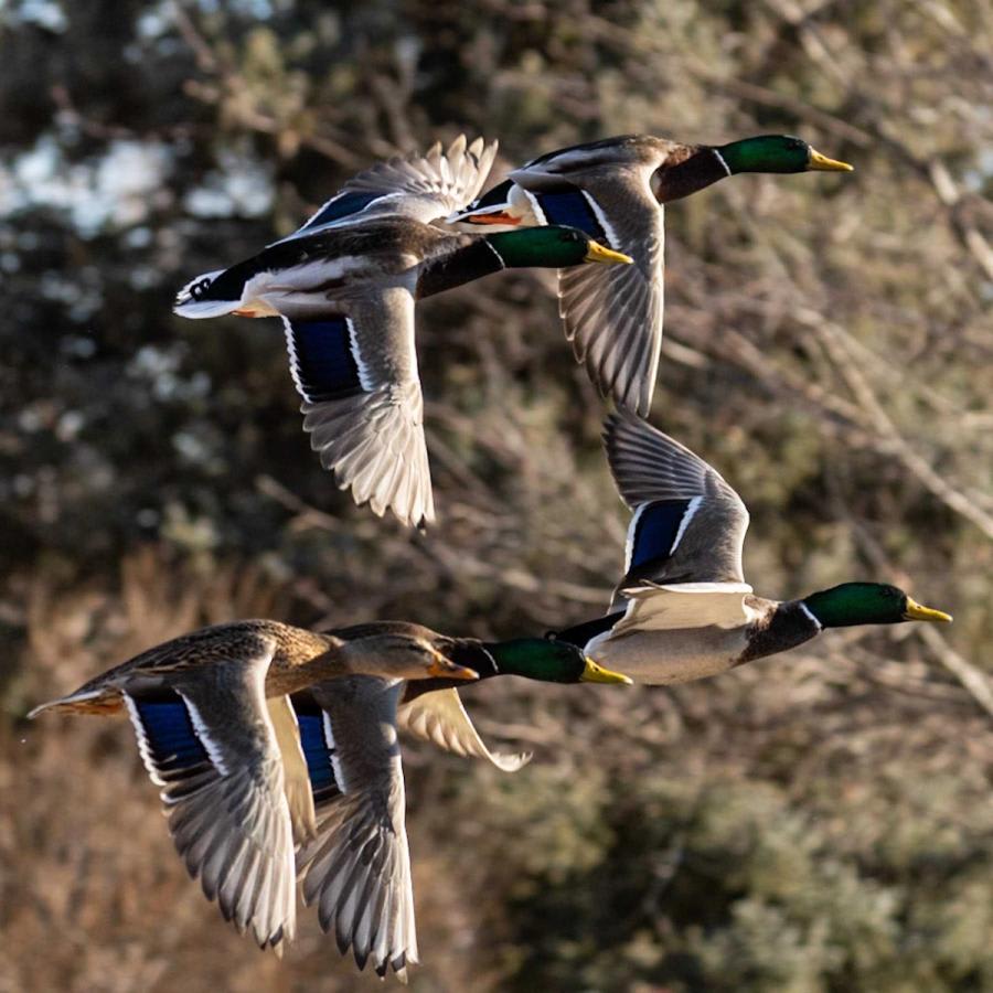 Hunt along the Smoky Hill River