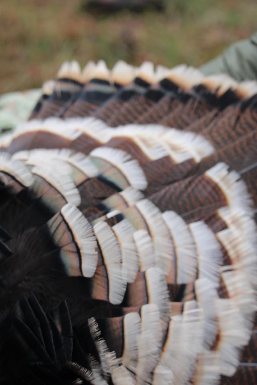 Chase Turkeys in Central Kansas