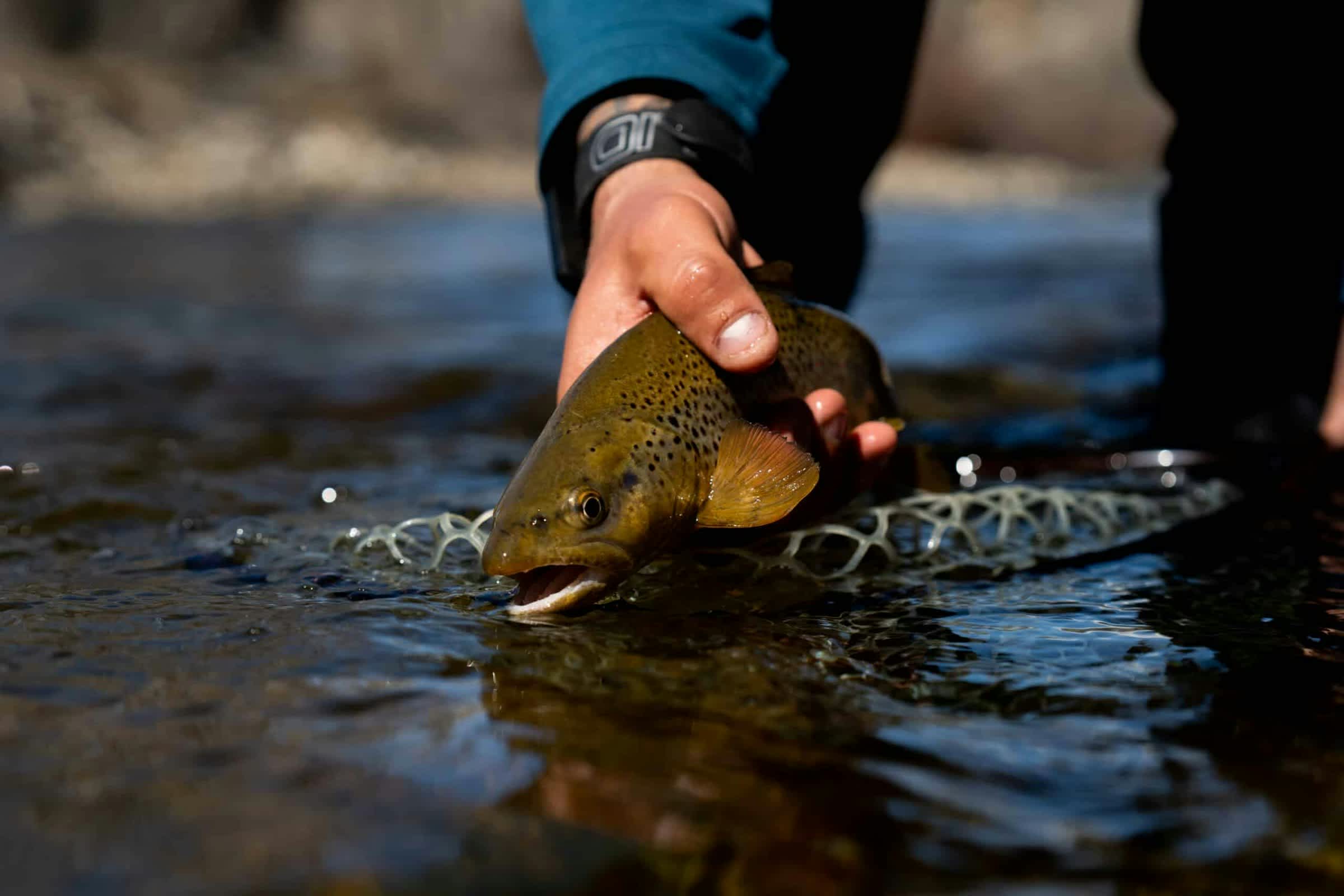 property_data/ayDATfLnUdxSjvOBUyi7/pictures/[RW] Arkansas Headwaters Getaway_1.jpg