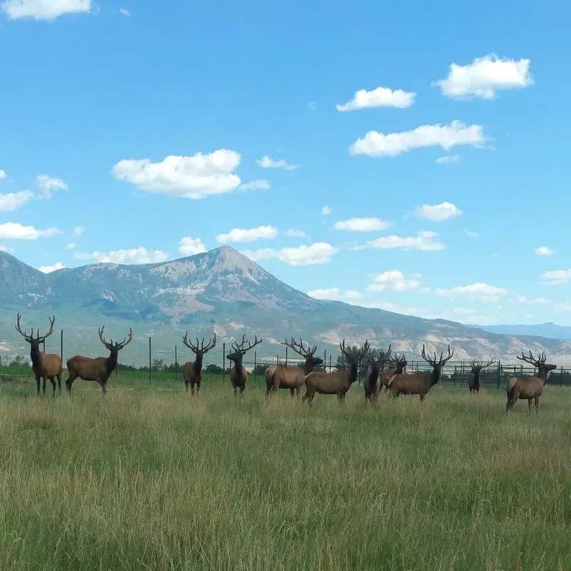 property_data/uny7upjEXN2U3zVtUjLw/pictures/elk ranch lodge_800x800.webp