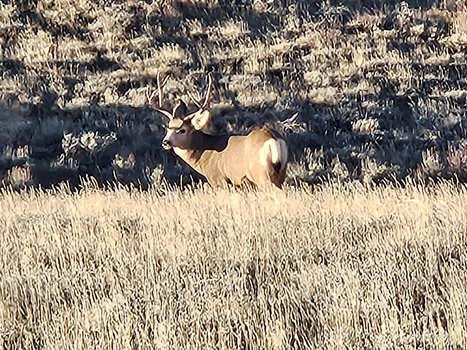 property_data/D8CHDBo2EedKN2IipvFP/pictures/Buck 01 Oct 2025.jpg