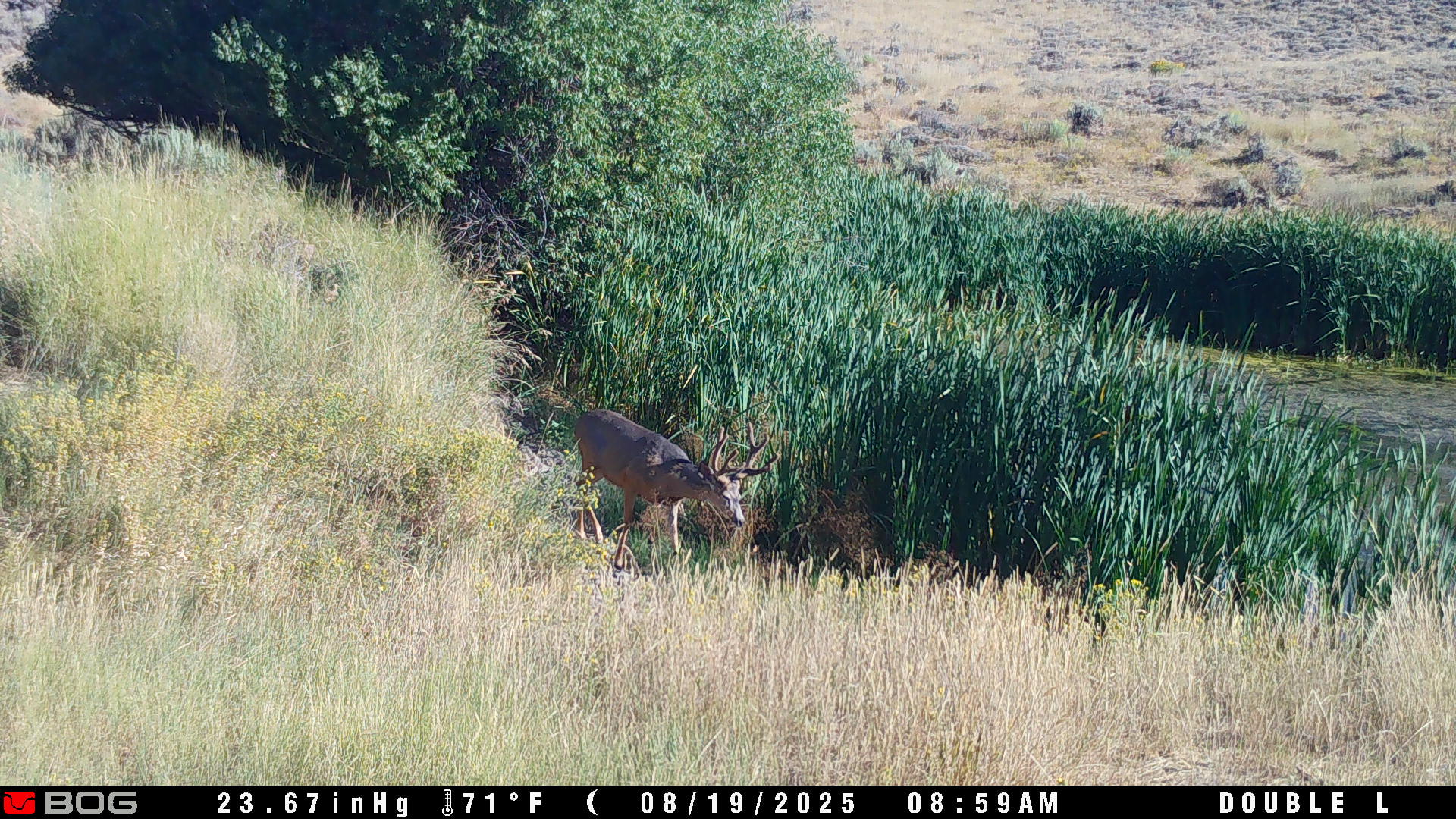 property_data/D8CHDBo2EedKN2IipvFP/pictures/Buck by the pond Aug 2025.JPG