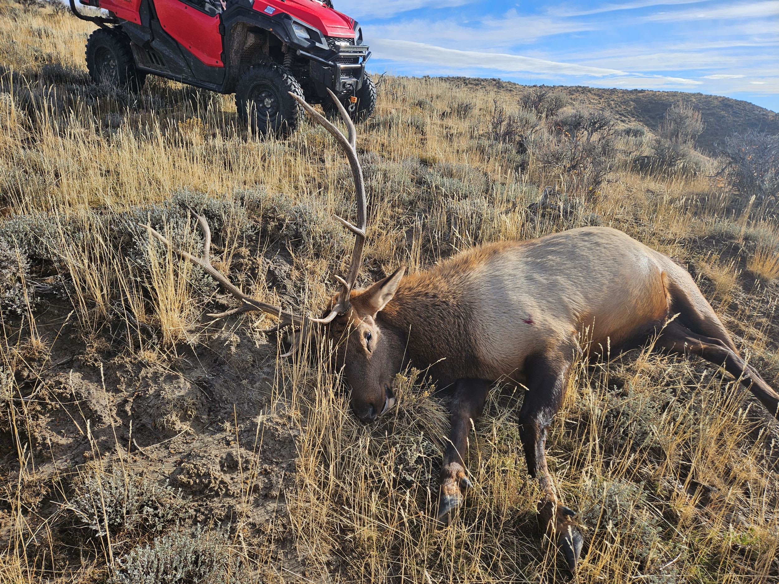 property_data/D8CHDBo2EedKN2IipvFP/pictures/Bull Elk 2024.jpg