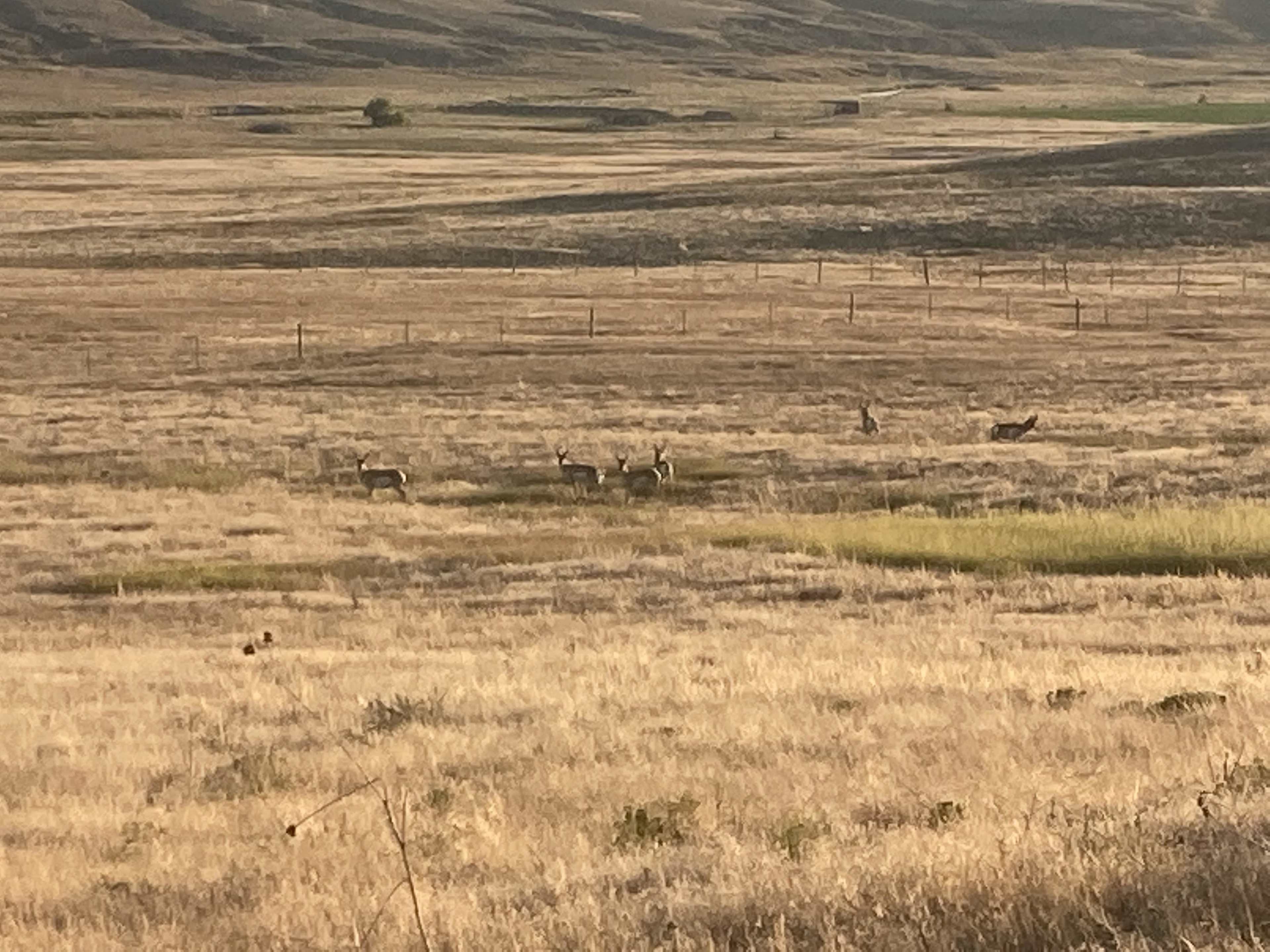 property_data/GTTFATO2wiZprw3LNnfB/pictures/Yoder Goats.jpg