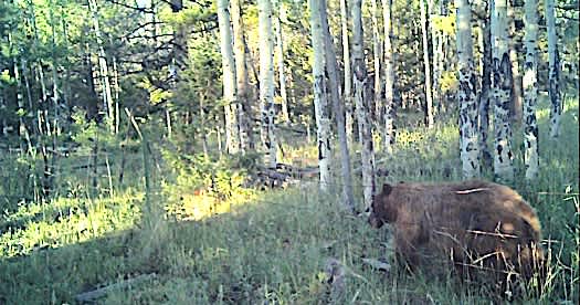 property_data/MYUaRctqUzkwIxEZXeU5/pictures/Da Cabin Bear 2024.jpg